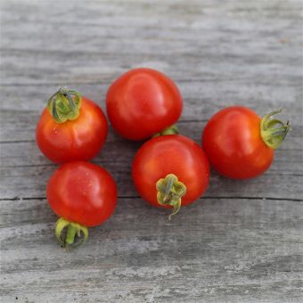 Tomate cerise en sachet de 50 graines